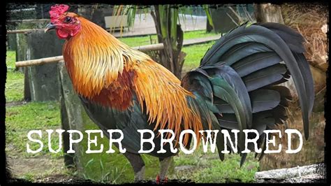 sbr gamefowl